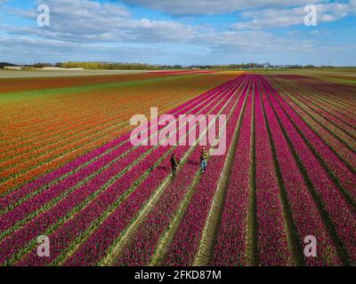 Luftaufnahme von Zwiebelfeldern im Frühling, farbenfrohe Tulpenfelder in den Niederlanden Flevoland im Frühling, Felder mit Tulpen, Paar Männer und Frau im Blumenfeld Stockfoto