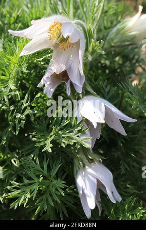 Pulsatilla vulgaris pasqueflower - weiße Blüten und seidig zerschnittes Laub, April, England, Großbritannien Stockfoto