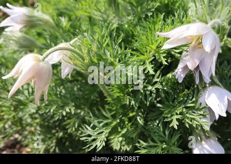 Pulsatilla vulgaris pasqueflower - weiße Blüten und seidig zerschnittes Laub, April, England, Großbritannien Stockfoto