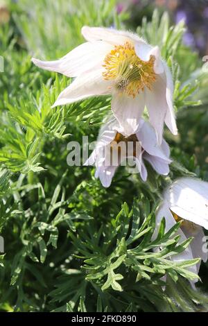 Pulsatilla vulgaris pasqueflower - weiße Blüten und seidig zerschnittes Laub, April, England, Großbritannien Stockfoto