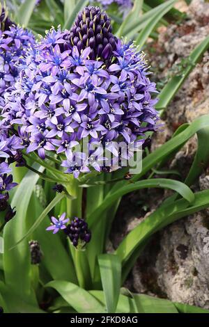 Scilla peruviana Portugiesischer Tintenkeller - violette sternförmige Blüten in konischen Trauben und großen, bandförmigen Blättern, April, England, Großbritannien Stockfoto