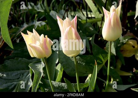 Tulipa ‘elegant Lady’ Lily flowering 6 elegante Lady Tulpe - zitronengelbe Blüten, weiche rosa Ränder, April, England, UK Stockfoto