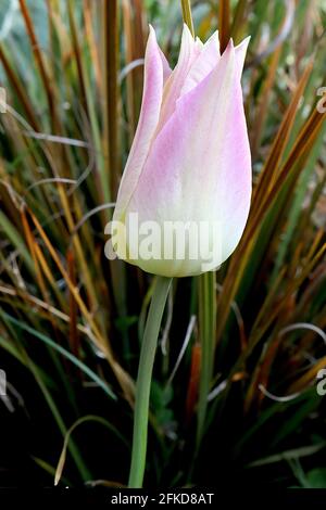 Tulipa ‘elegant Lady’ Lily flowering 6 elegante Lady Tulpe - zitronengelbe Blüten, weiche rosa Ränder, April, England, UK Stockfoto