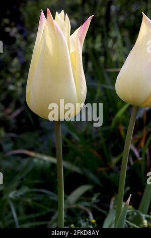 Tulipa ‘elegant Lady’ Lily flowering 6 elegante Lady Tulpe - zitronengelbe Blüten, weiche rosa Ränder, April, England, UK Stockfoto