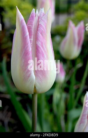 Tulipa ‘elegant Lady’ Lily flowering 6 elegante Lady Tulpe - zitronengelbe Blüten, weiche rosa Ränder, April, England, UK Stockfoto