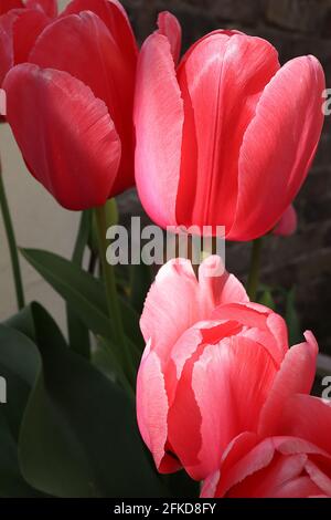 Tulipa ‘Jumbo Pink’ Triumph Tulpe 3 Jumbo Pink Tulpe – riesige tiefrosa Blüten, feine weiße Ränder, April, England, Großbritannien Stockfoto