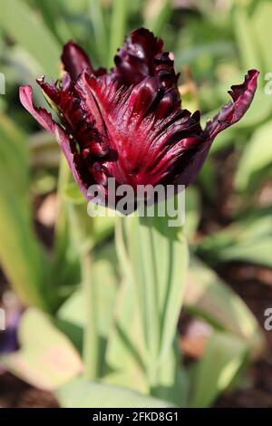 Tulipa gesneriana var dracontia ‘Schwarzer Papagei’ Papagei 10 Schwarzer Papageientulpe - verdrehte schwarz-violette Blütenblätter, magentafarbene Ränder, schwache grüne Flammen, April Stockfoto