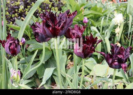 Tulipa gesneriana var dracontia ‘Schwarzer Papagei’ Papagei 10 Schwarzer Papageientulpe - verdrehte schwarz-violette Blütenblätter, magentafarbene Ränder, schwache grüne Flammen, April Stockfoto