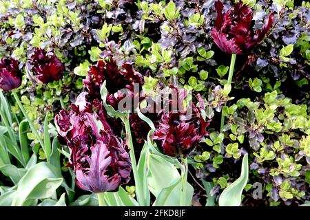 Tulipa gesneriana var dracontia ‘Schwarzer Papagei’ Papagei 10 Schwarzer Papageientulpe - verdrehte schwarz-violette Blütenblätter, magentafarbene Ränder, schwache grüne Flammen, April Stockfoto