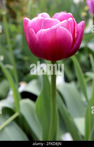 Tulipa ‘Double You’ Double Late 11 Double You Tulpe – doppelte tiefrosa Blüten, feine weiße Ränder, April, England, Großbritannien Stockfoto