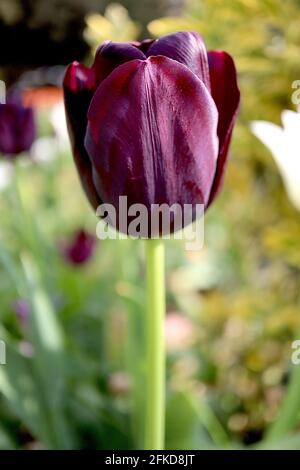 Tulipa ‘Queen of Night’ Single Late 5 Queen of Night Tulpe – dunkelviolette kastanienbraune Blüten, April, England, Großbritannien Stockfoto