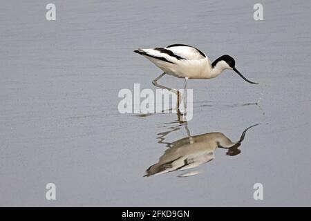 Avocet Fütterung bei Steart Marshes Somerset UK Stockfoto