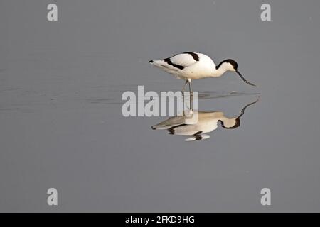 Avocet Fütterung bei Steart Marshes Somerset UK Stockfoto