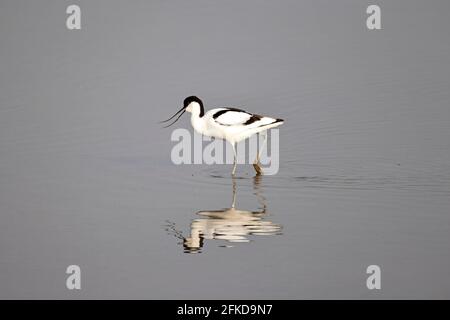 Avocet Fütterung bei Steart Marshes Somerset UK Stockfoto