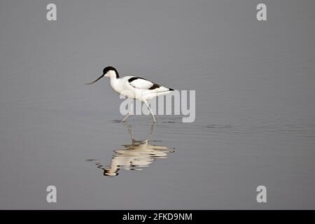 Avocet Fütterung bei Steart Marshes Somerset UK Stockfoto