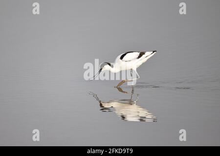 Avocet Fütterung bei Steart Marshes Somerset UK Stockfoto