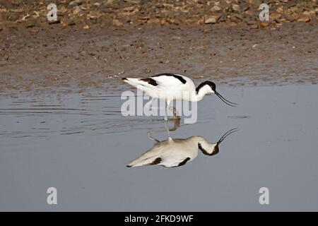 Avocet Fütterung bei Steart Marshes Somerset UK Stockfoto