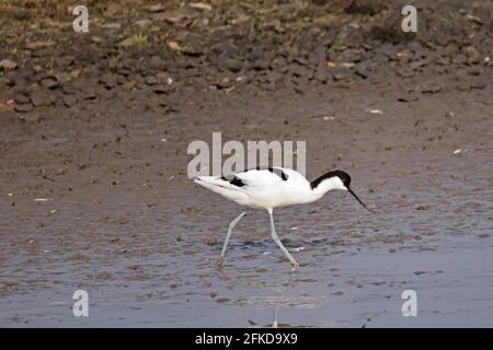 Avocet Fütterung bei Steart Marshes Somerset UK Stockfoto