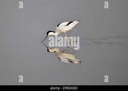 Avocet Fütterung bei Steart Marshes Somerset UK Stockfoto