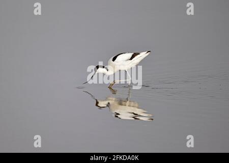 Avocet Fütterung bei Steart Marshes Somerset UK Stockfoto