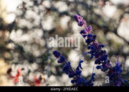 Wollige blaue Locken in Los Angeles, CA Stockfoto