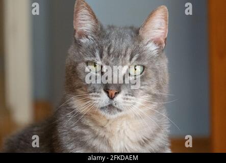 Eine silberne oder gestromte Katze in Los Angeles, CA Stockfoto