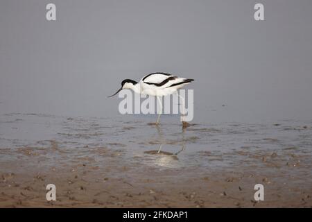 Avocet Fütterung bei Steart Marshes Somerset UK Stockfoto