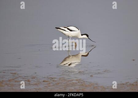 Avocet Fütterung bei Steart Marshes Somerset UK Stockfoto