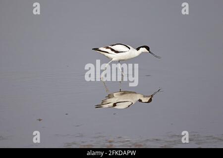 Avocet Fütterung bei Steart Marshes Somerset UK Stockfoto