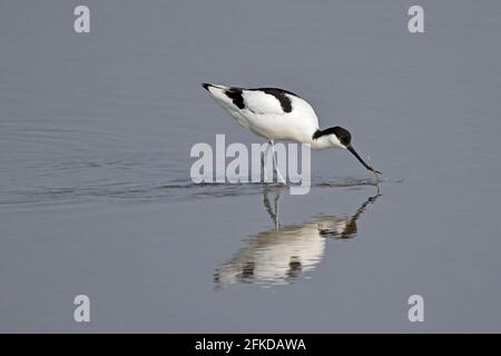 Avocet Fütterung bei Steart Marshes Somerset UK Stockfoto