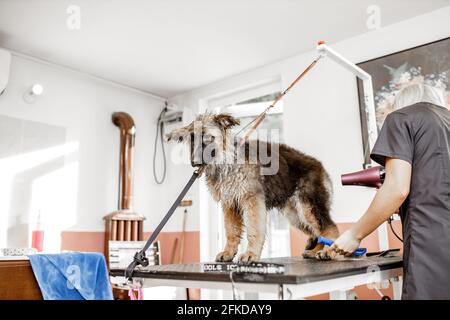 Junge blonde Profi-Pärchen waschen und reinigen den deutschen Schäferhund im Kosmetiksalon für Haustiere.der liebenswerte und niedliche Welpe ist so schüchtern. Stockfoto