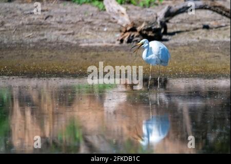 Blick auf Großreiher oder Ardea Alba, die im Teich stehen Und essen Grassnatter Stockfoto