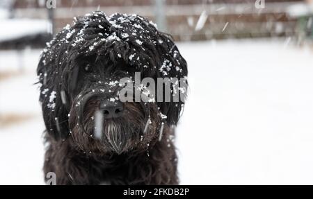 Porträt eines schwarzen Labradoodle mit Schneeflocken bedeckt Stockfoto