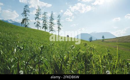 Alpine Berglandschaft mit fünf großen Lärchen auf grüner sonniger Frühlingswiese, Mieminger Plateau, Tirol, Österreich Stockfoto