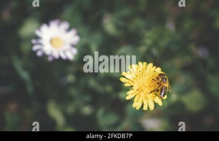 Luftaufnahme einer mit Pollen übersäten Biene, die sich auf einem sonnigen Elendsand mit verschwommener Wiese und Gänseblümchen sammelt, Österreich Stockfoto