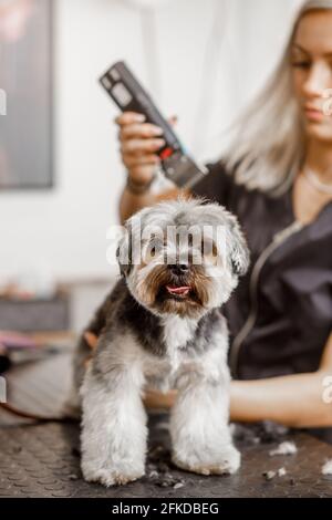 Junge blonde professionelle Pistenerin liebt ihren Job mit yorkshire Hund und all den Haustieren. Stockfoto