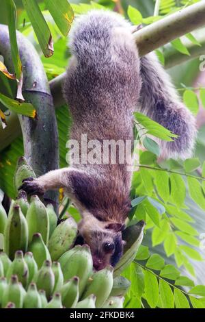 Nahaufnahme von Ratufa Macroura oder grizzled riesigen Eichhörnchen sitzen auf dem Baum in der wilden Natur. Stockfoto