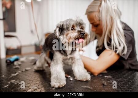 Junge blonde professionelle Pistenerin liebt ihren Job mit yorkshire Hund und all den Haustieren. Stockfoto