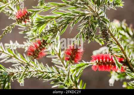 Callistemon-Arten wurden aufgrund ihrer zylindrischen, bürstenähnlichen Blüten, die einer traditionellen Flasche ähneln, häufig als Flaschenbürsten bezeichnet Stockfoto