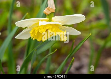 Narzissen blühen im Gartenbeet, Frühlingsblumen Stockfoto
