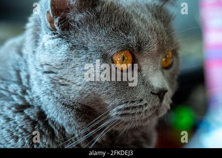 Portrait britische Katze mit trauriger Optik. Graue flauschige Vollblut-Katze Stockfoto