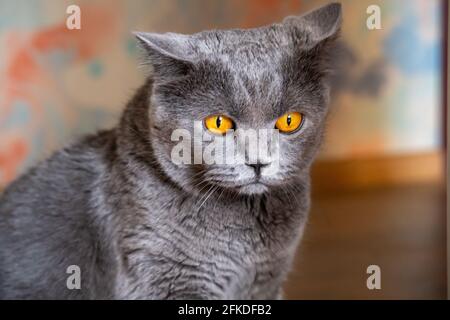 Britische Katze mit trauriger Optik. Graue flauschige Vollblut-Katze Stockfoto