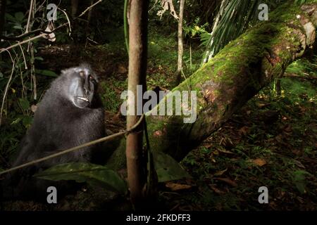 Celebes Schwarzkammmakaken (Macaca nigra) im Wald von Tangkoko, North Sulawesi, Indonesien. Stockfoto