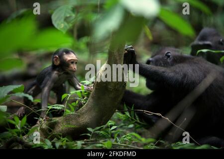 Ein Baby von Sulawesi-Schimmelmakaken (Macaca nigra) spielt während der Entwöhnungsphase in Tangkoko, Indonesien, mit erwachsenen weiblichen Individuen. Stockfoto