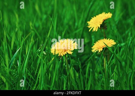 Gelbe Elendelionen blühen im grünen Gras Stockfoto