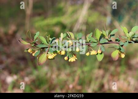 Gelbe Blumen auf einem grünen Berberbeerzweig Stockfoto