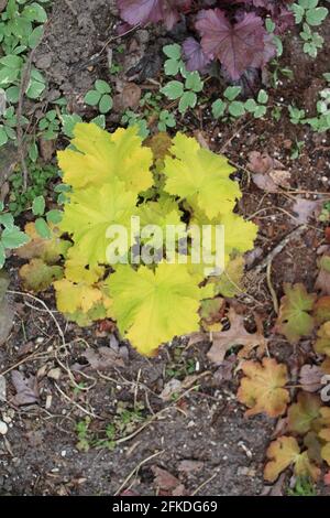 Eine junge kalk-grüne Heuchera-Pflanze Stockfoto