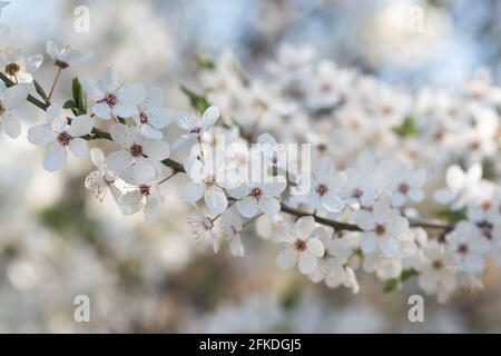 Weiße Frühlingsblüten am Zweig - mirabelle prune, Kirschpflaume, Prunus domestica, Nahaufnahme selektiver Fokus Stockfoto