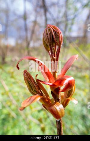 Norwegen Ahorn blühend, (Acer platanoides) Bud im Frühjahr Stockfoto