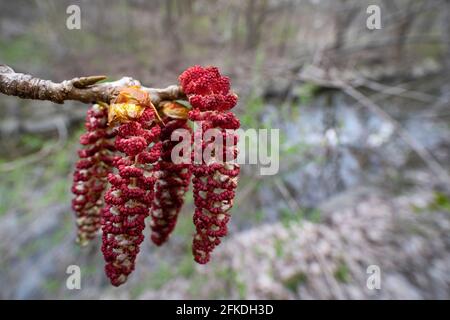 Balsam Pappelblumen, (Populus Balsamifera), Schwarze Pappel, Cottonwood Blume Stockfoto